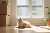 Windowsill flooring mammal animal. 