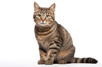 Mammal animal pet cat. AI generated Image by rawpixel.