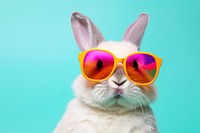 Sunglasses mammal animal bunny. 