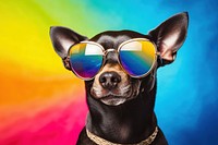 Sunglasses dog mammal animal. 