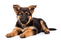 Dog mammal animal puppy. AI generated Image by rawpixel.