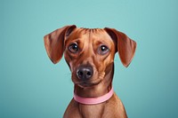 Dog mammal animal hound. AI generated Image by rawpixel.