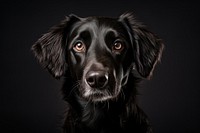 Dog portrait animal mammal. AI generated Image by rawpixel.