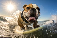 Dog outdoors bulldog surfing. AI generated Image by rawpixel.