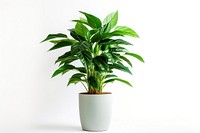 Plant leaf white background houseplant. 