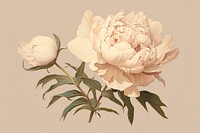 Peony flower plant rose. 