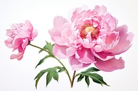 Peony blossom flower plant. 