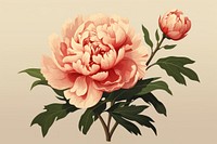 Peony flower plant rose. 