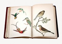 Vintage bird illustration on sketch book