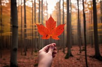 Leaf holding autumn forest. 