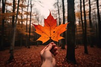 Leaf holding autumn forest. 