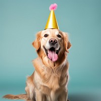 Dog retriever birthday mammal. AI generated Image by rawpixel.