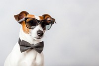 Sunglasses portrait mammal animal. 