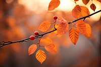 Autumn plant leaf red. 