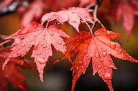 Maple autumn leaves plant. 