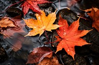 Maple autumn leaves plant. 