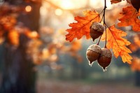 Autumn plant acorn leaf. 