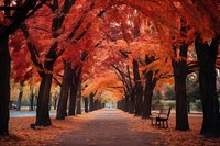 Autumn tree plant maple. 