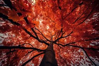 Autumn maple tree plant. AI generated Image by rawpixel.