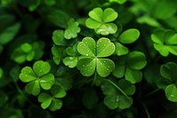 Leaf clover plant green. AI generated Image by rawpixel.