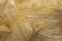 Leaf  texture plant. 