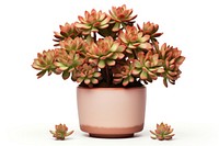 Plant vase pot white background. AI generated Image by rawpixel.