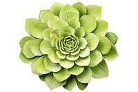 Dahlia flower plant green. AI generated Image by rawpixel.