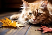 Leaf animal mammal kitten. 