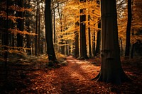 Autumn outdoors nature forest. AI generated Image by rawpixel.