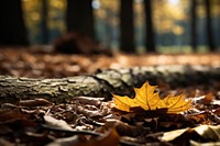 Autumn leaf tree forest. 