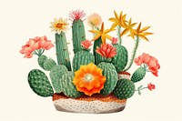 Cactus cartoon flower plant. 