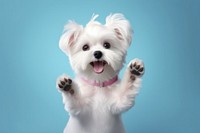 Pet maltese mammal animal. AI generated Image by rawpixel.