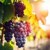 close up photo of grapes in a vineyard.  