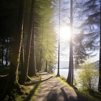 Landscape forest sunlight outdoors. 