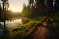 Landscape forest sunlight outdoors. 