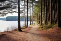 Landscape outdoors nature forest. 