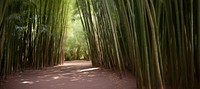 Bamboo landscape outdoors nature. AI generated Image by rawpixel.