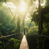 Forest bridge rainforest outdoors. 