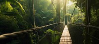 Forest bridge rainforest outdoors. 