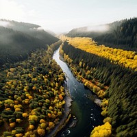 Forest river outdoors nature. 