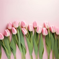 Photo of tulips border on pink background.  