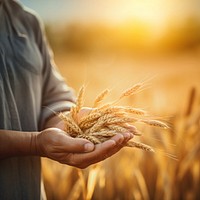 photo of a dusty farmer hand holding rice grain plant, agriculture background, copy space. 