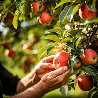 Apple picking farmer plant. 