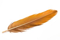 Hawk feather white background lightweight accessories. AI generated Image by rawpixel.