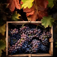 Grapes plant fruit vine. 