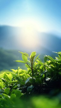 a photo of photography of tea plant tree, nature light.  