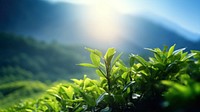 a photo of photography of tea plant tree, nature light.  