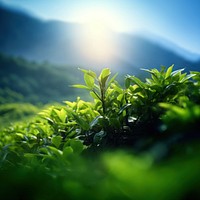 a photo of photography of tea plant tree, nature light.  