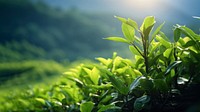 a photo of photography of tea plant tree, nature light.  