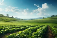 Agriculture landscape outdoors nature. 